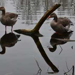 2018-04-14 Copenhagen/Utterslev Mose/DSC_0163.JPG